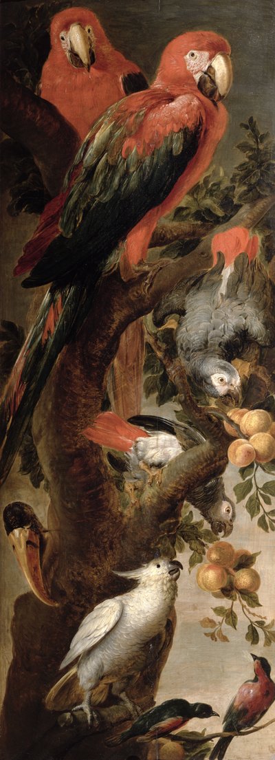 コンゴウインコとオウム 作： Frans Snyders or Snijders